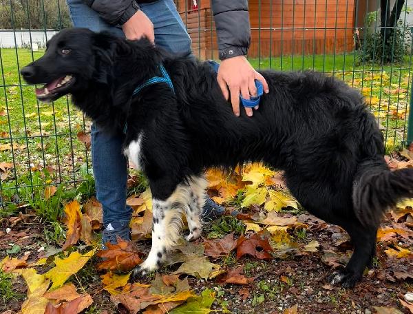 NICHOLAS BORDER COLLIE Foto 2